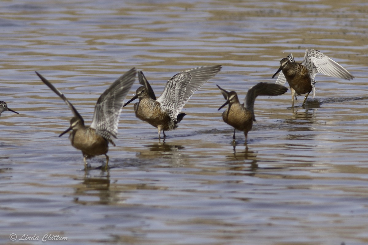 Long-billed Dowitcher - ML440874331