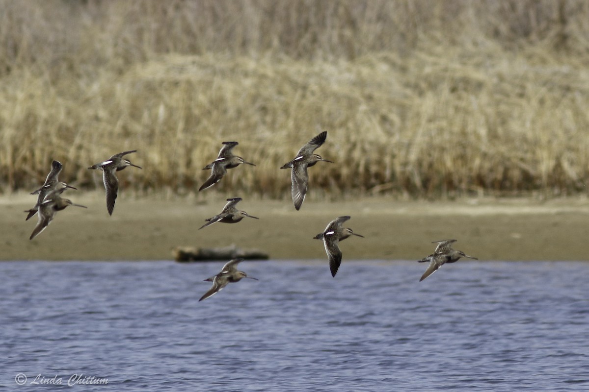 Long-billed Dowitcher - ML440874361