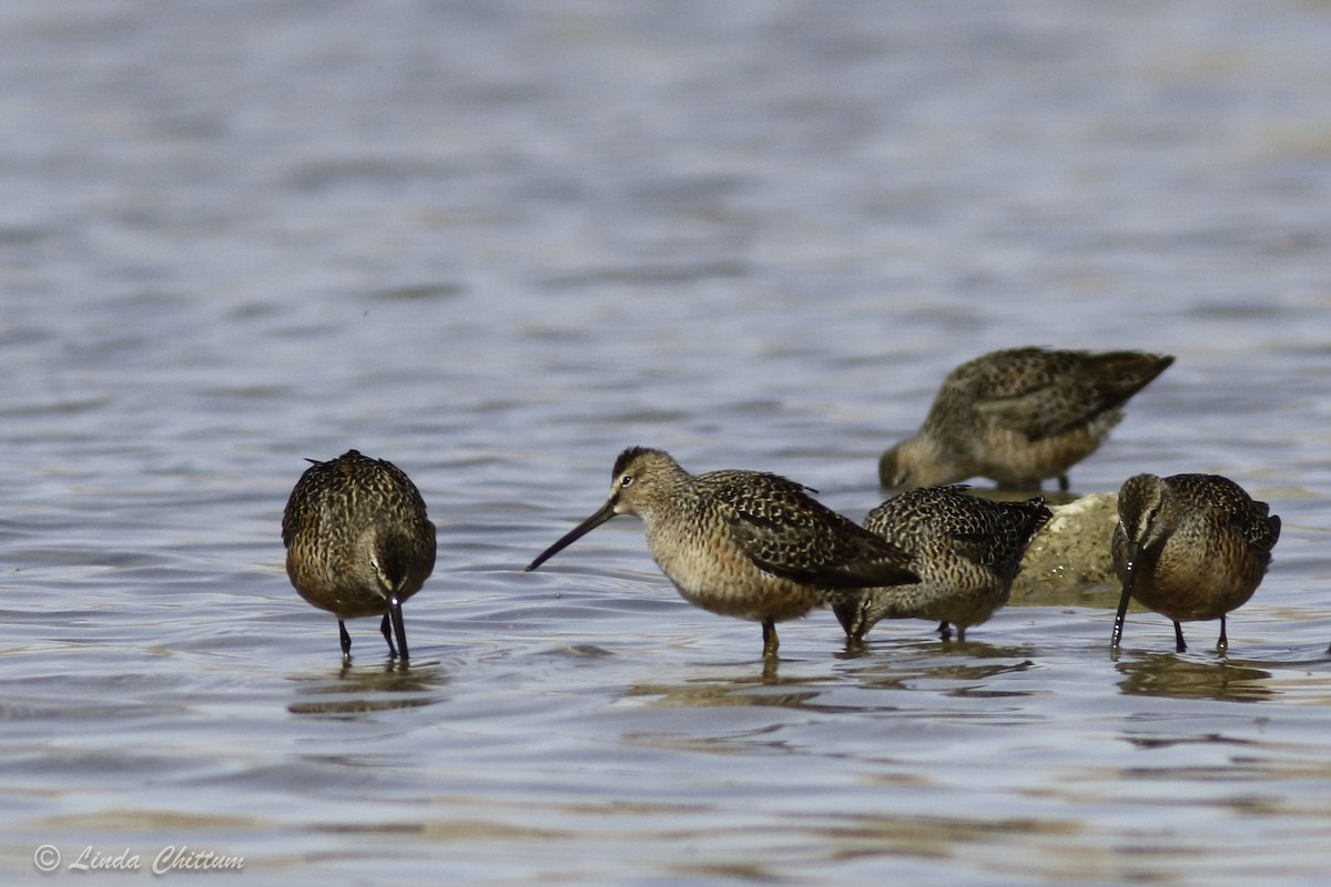 Long-billed Dowitcher - ML440874381