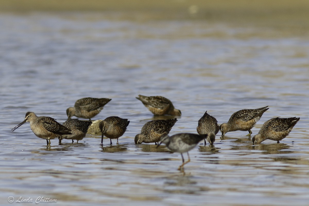 Long-billed Dowitcher - ML440874421