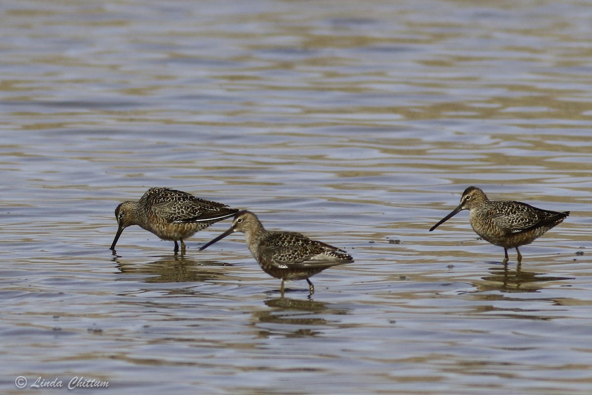 Long-billed Dowitcher - ML440874431