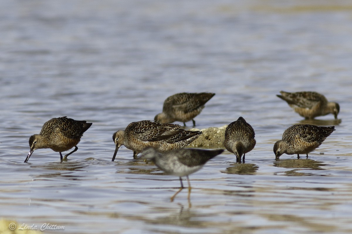 Long-billed Dowitcher - ML440874451