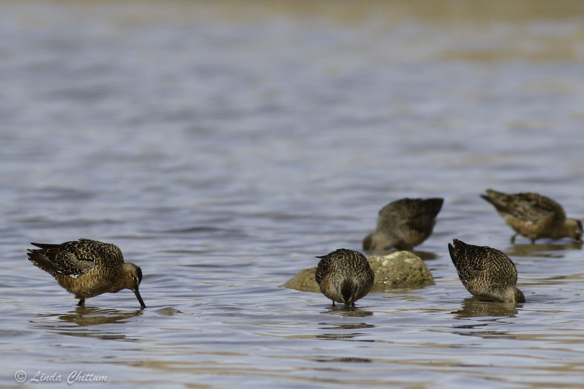 Long-billed Dowitcher - ML440874461
