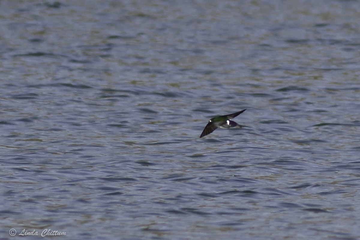 Violet-green Swallow - ML440874591