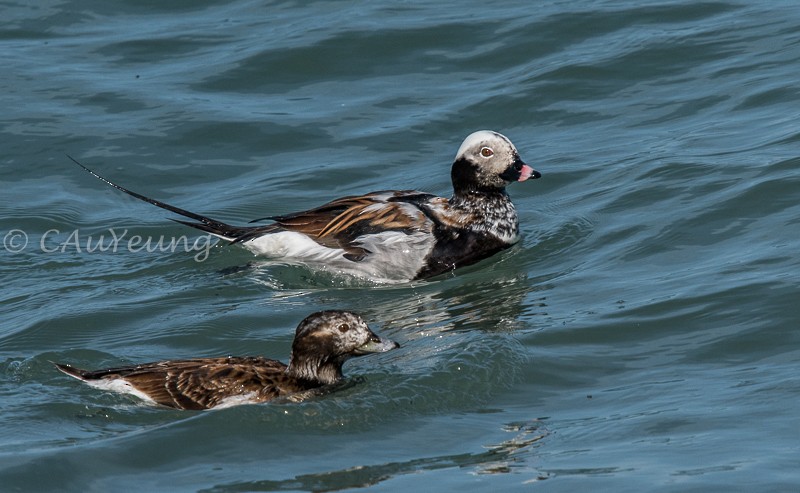Long-tailed Duck - ML440877381