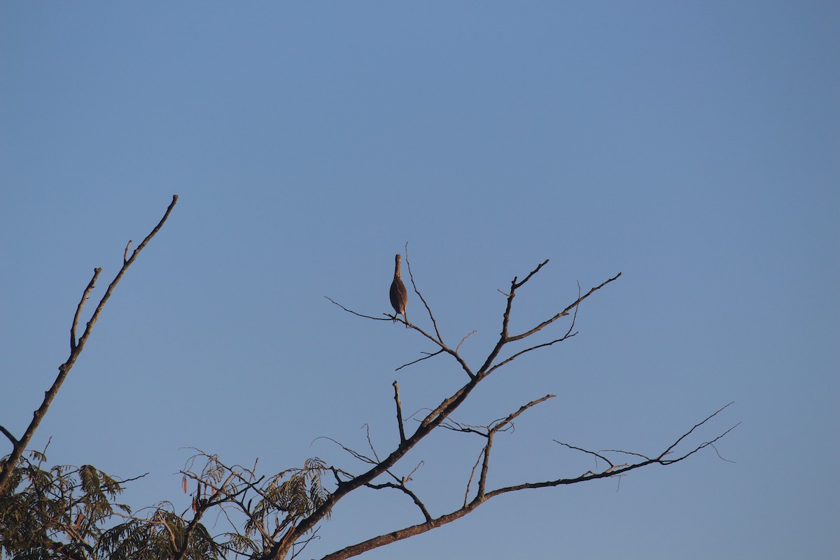 Indian Pond-Heron - Ashwin Viswanathan