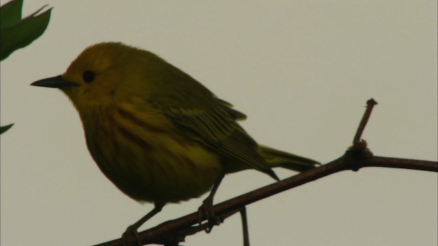 Yellow Warbler (Northern) - ML440883