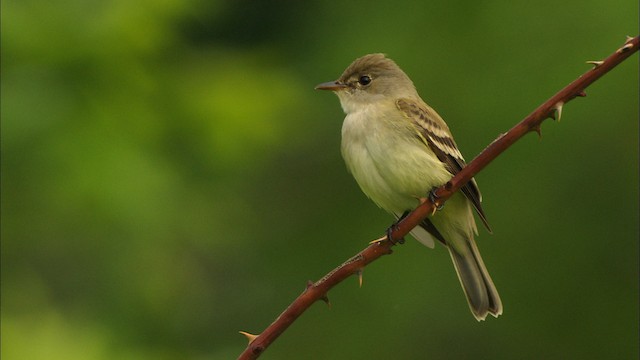 Willow Flycatcher - ML440884