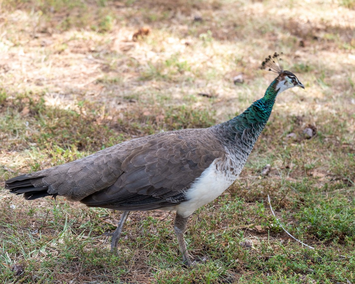 Indian Peafowl - ML440888171
