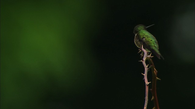 Рубиновогорлый колибри - ML440890
