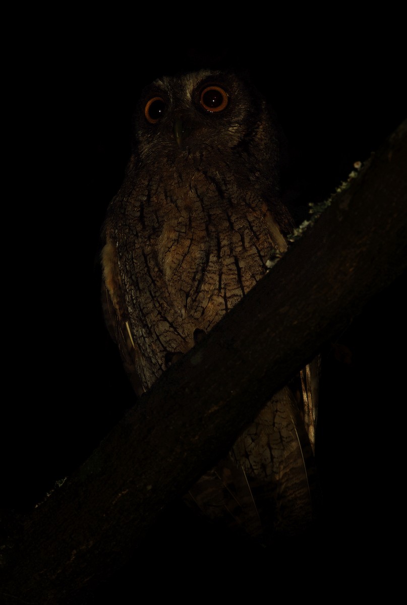 Tropical Screech-Owl - David Ascanio