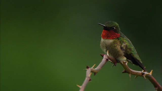 Ruby-throated Hummingbird - ML440897