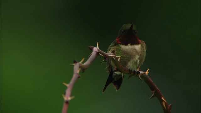 Рубиновогорлый колибри - ML440898