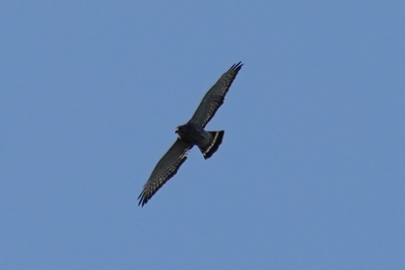 Broad-winged Hawk - ML440898881