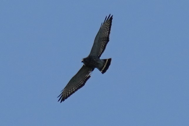 Broad-winged Hawk - ML440898921