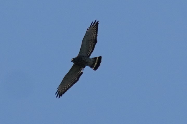 Broad-winged Hawk - ML440898931