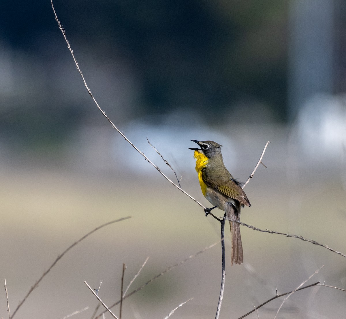 Yellow-breasted Chat - ML440898971