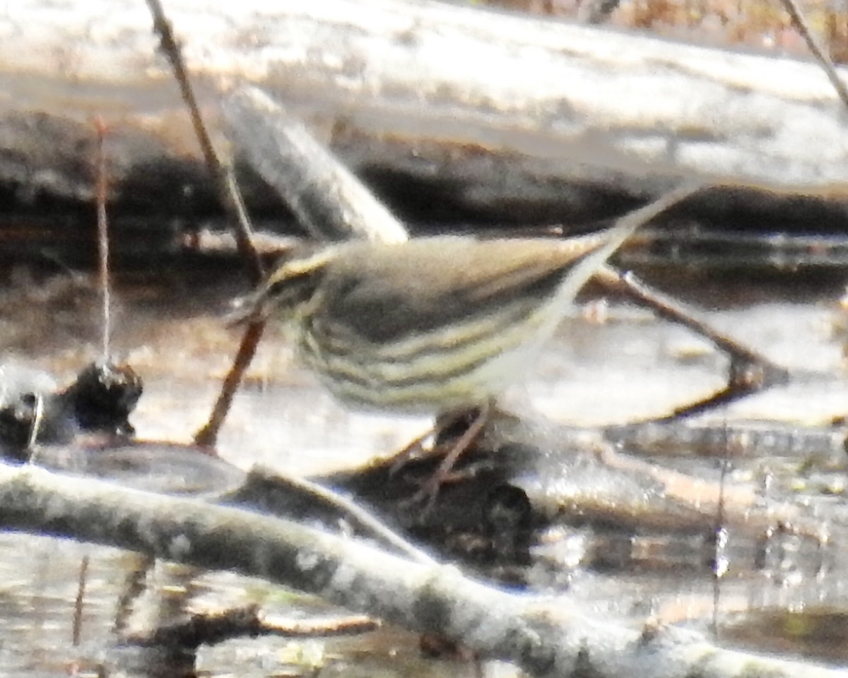 Ebird Checklist Apr Moraine Hills Sp Mchenry Dam