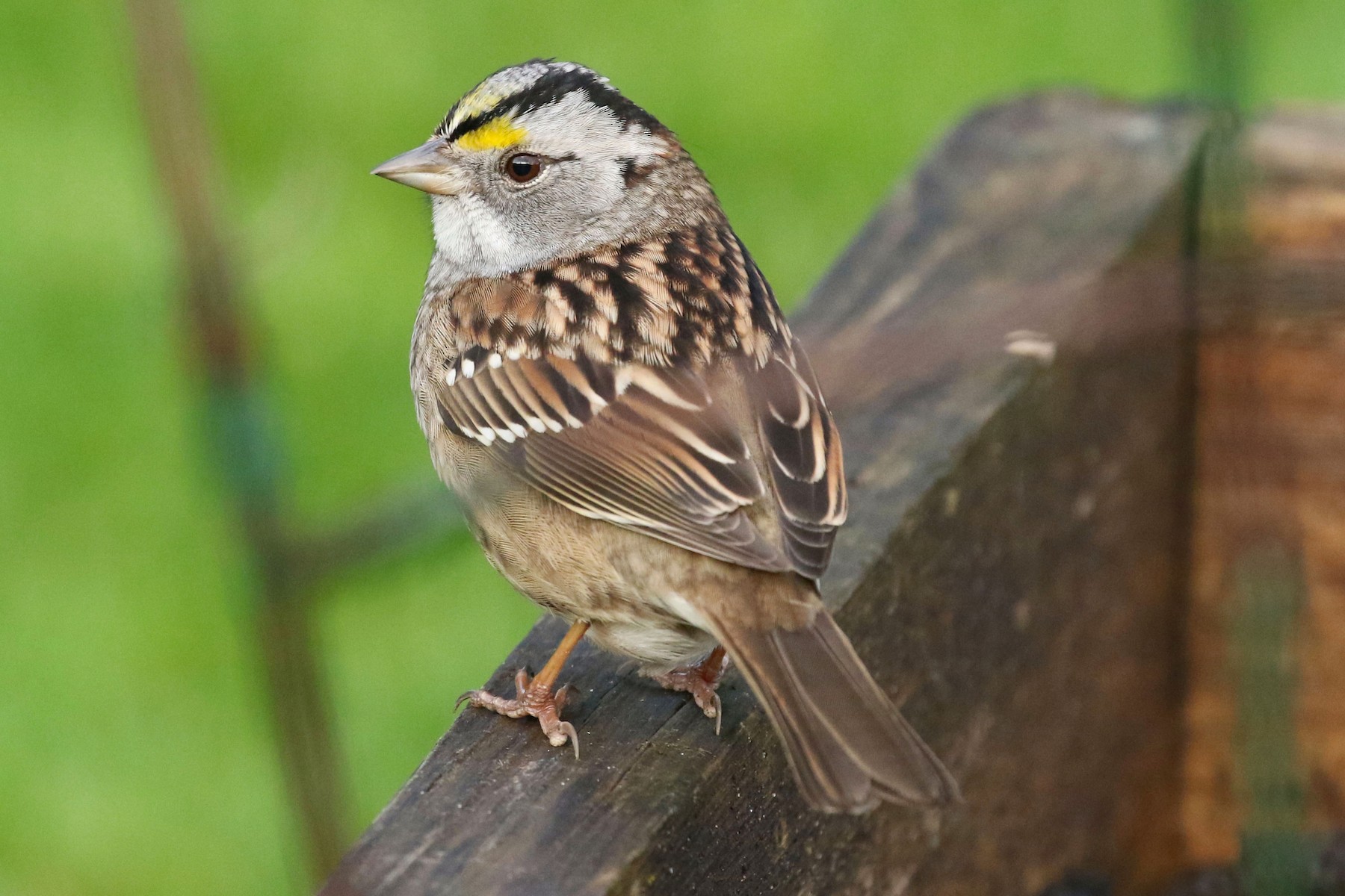 Golden-crowned x White-throated Sparrow (hybrid) - eBird