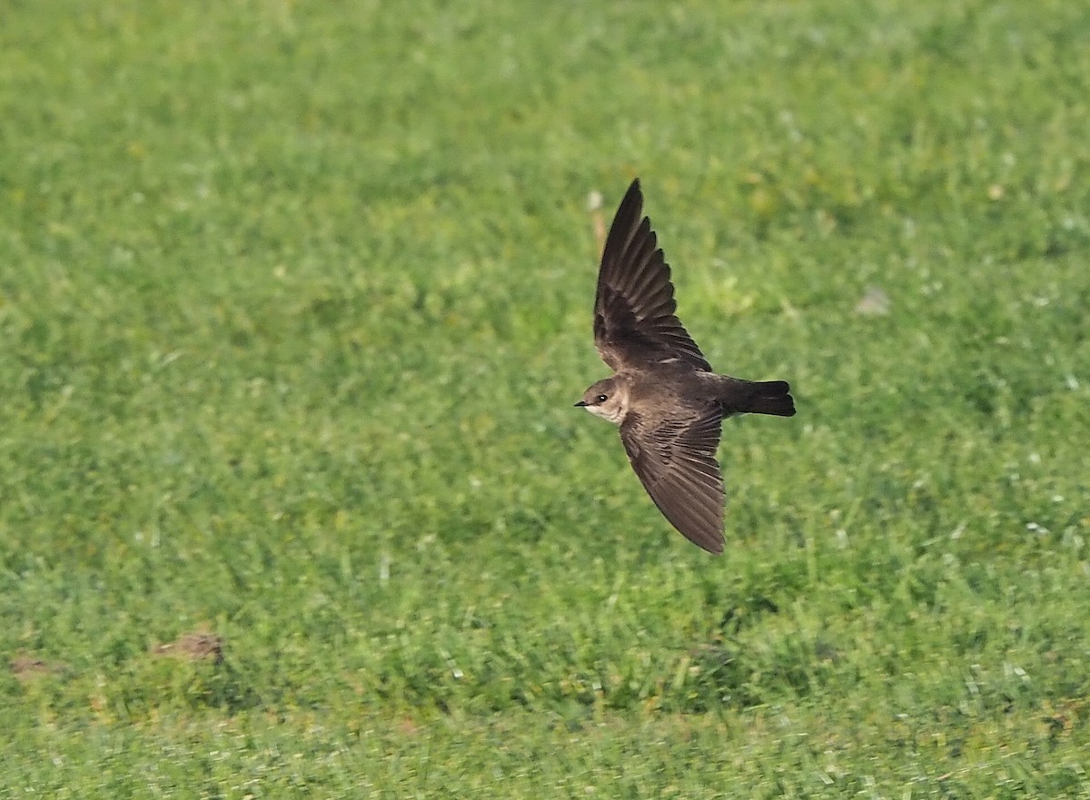 Northern Rough-winged Swallow - Aidan Brubaker