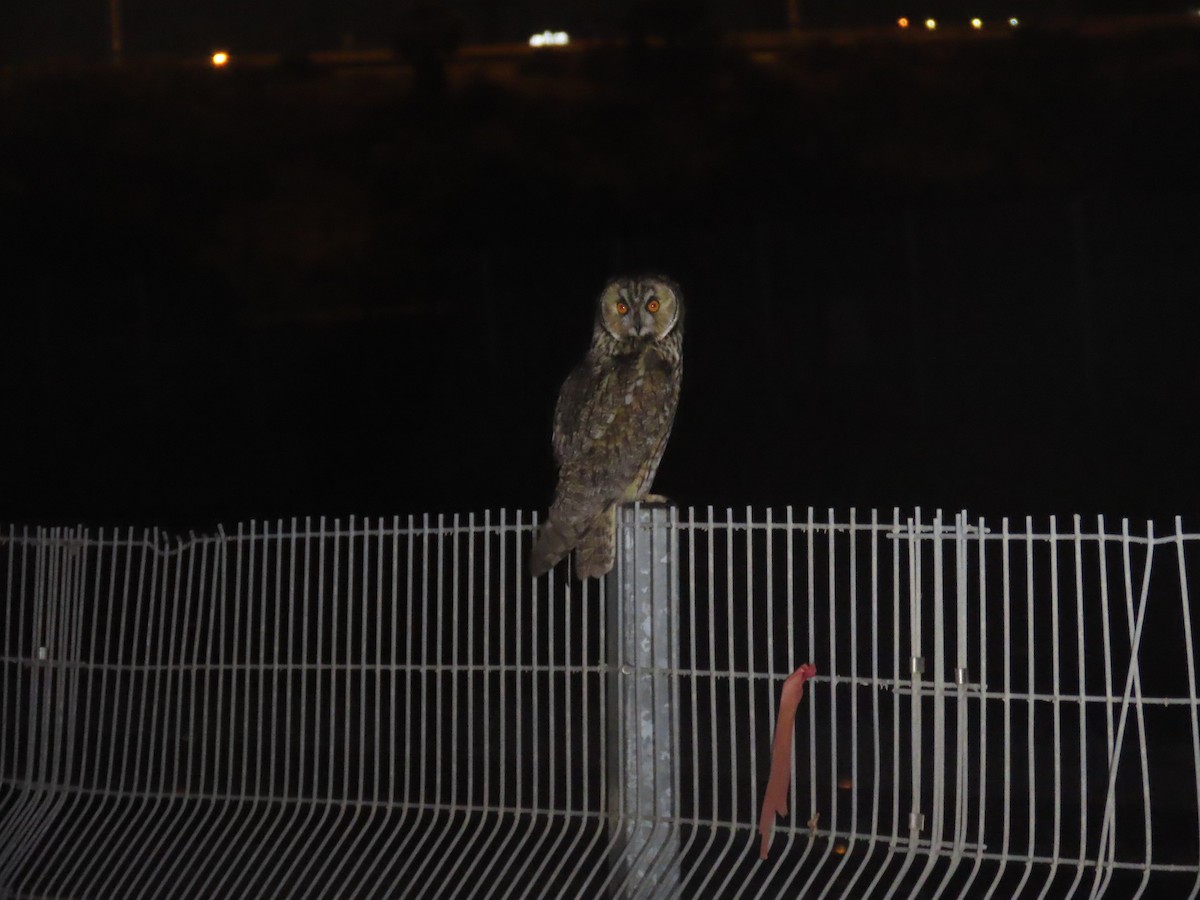 Long-eared Owl - ML440920691