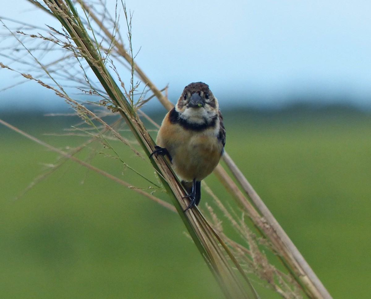 Rusty-collared Seedeater - ML440936171