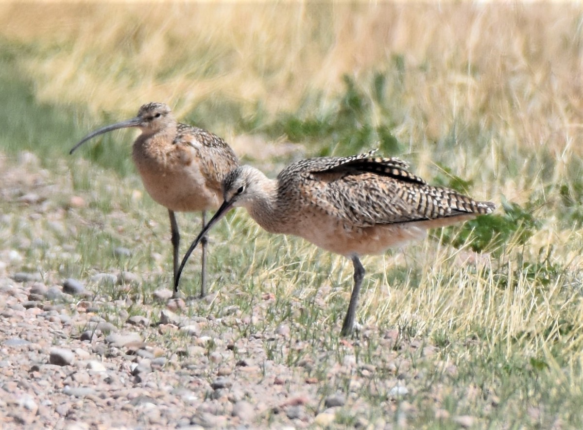 Long-billed Curlew - ML440946091