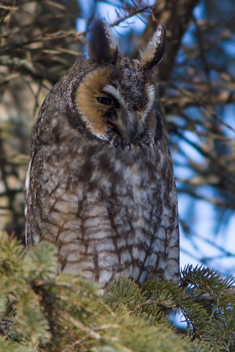 Long-eared Owl - Carol Horner