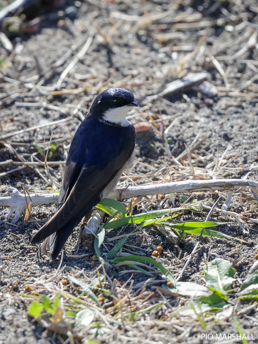 Blue-and-white Swallow - Pio Marshall