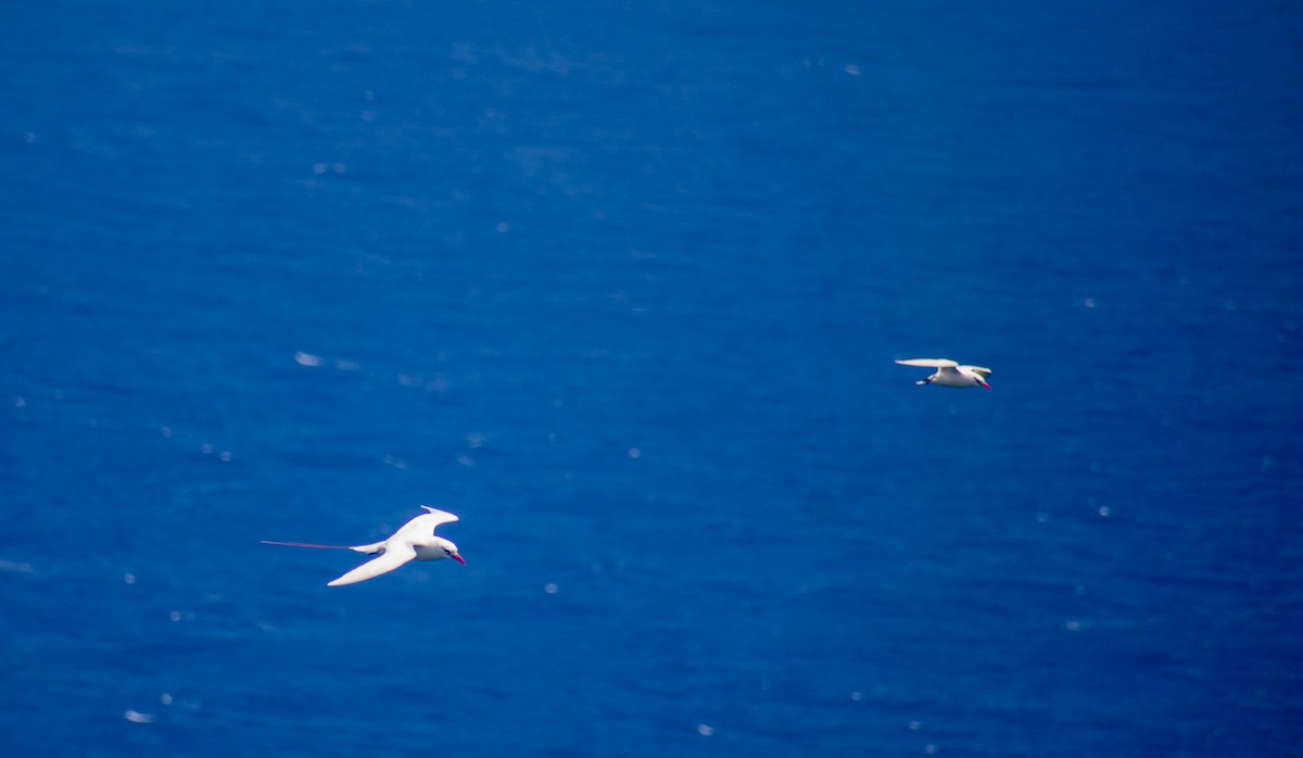 Red-tailed Tropicbird - ML440952911