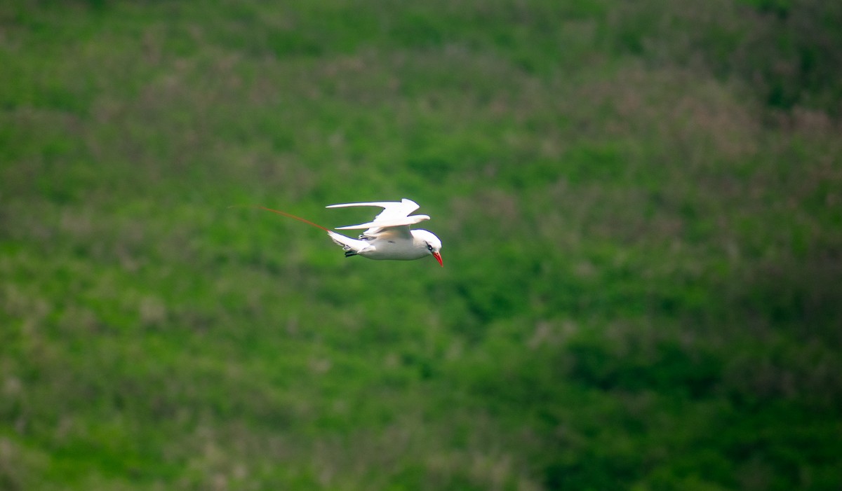 Red-tailed Tropicbird - ML440952921