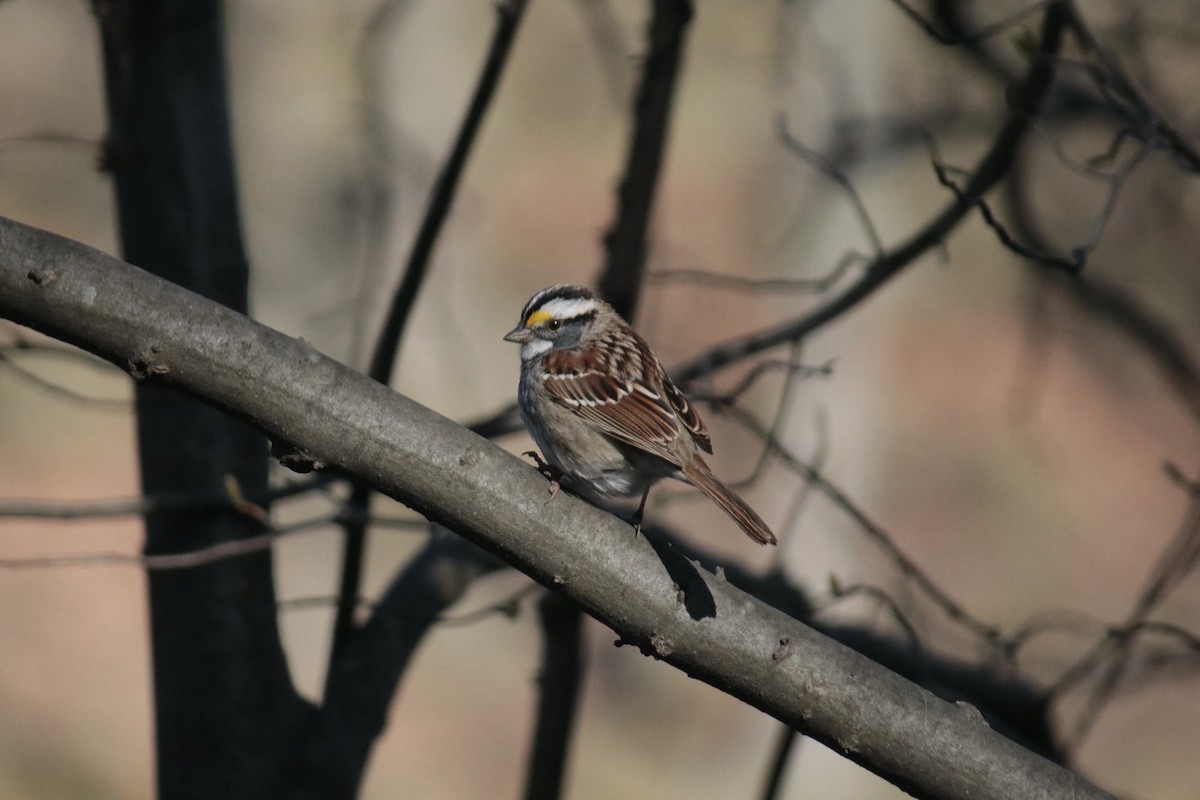 White-throated Sparrow - ML440958151