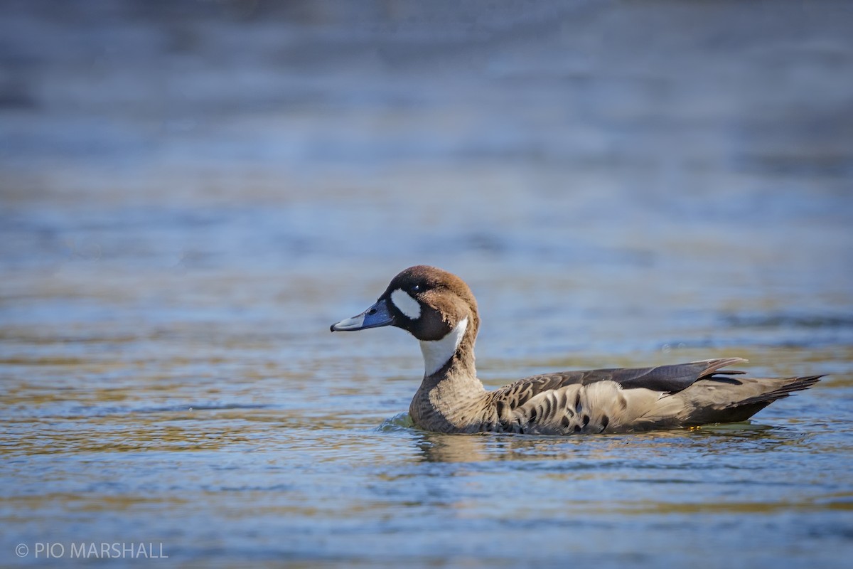Spectacled Duck - ML440961351