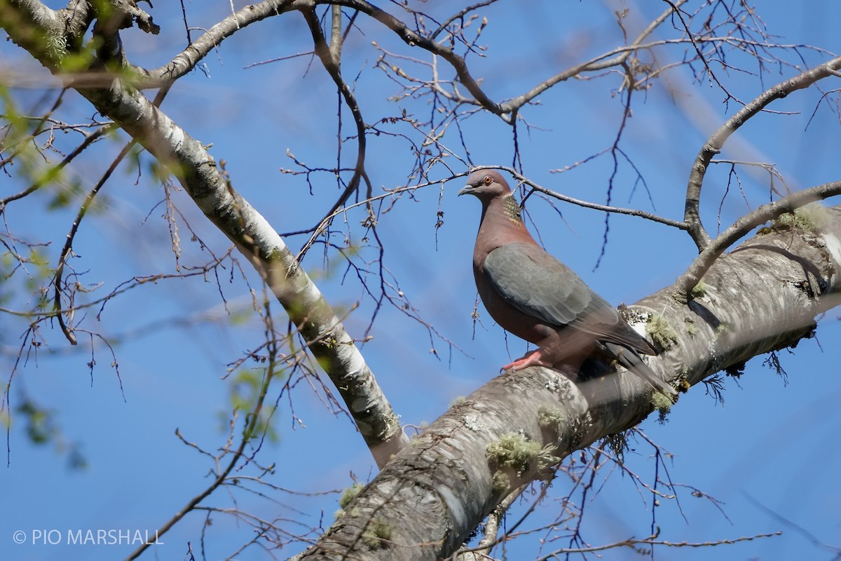 Pigeon du Chili - ML440961591