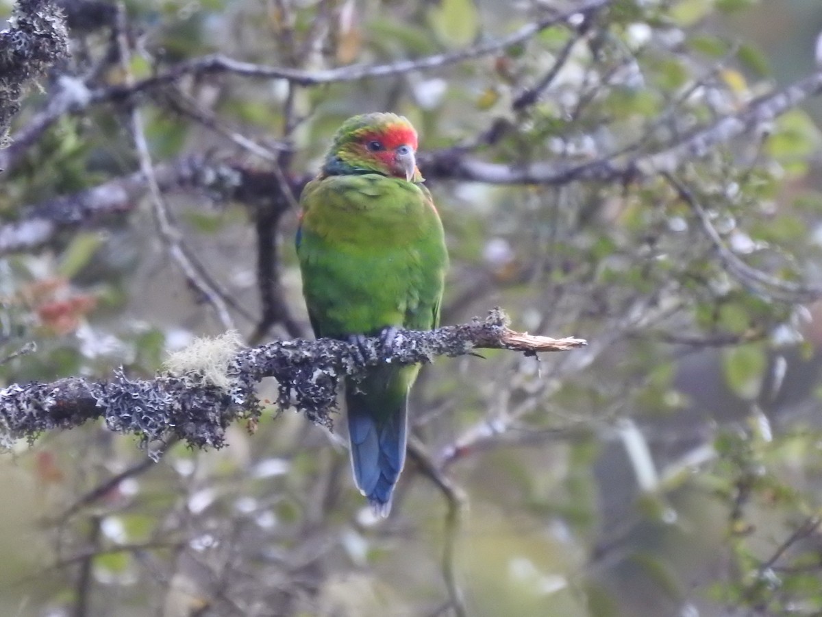 ML440964561 - Red-faced Parrot - Macaulay Library