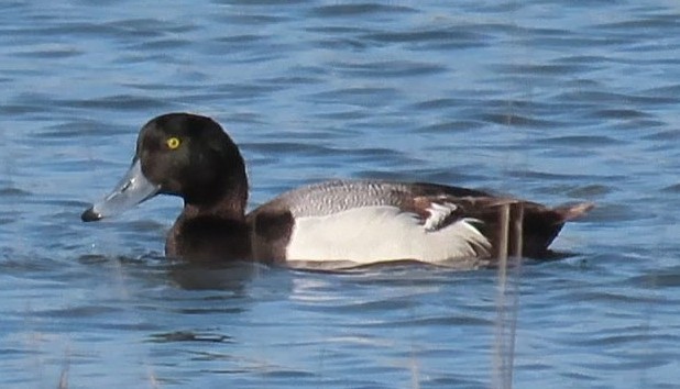 Greater Scaup - ML440966301