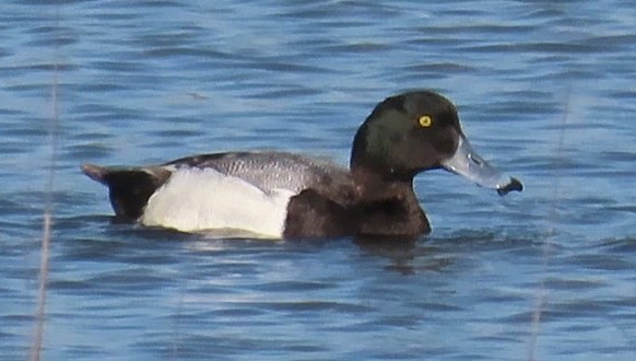Greater Scaup - ML440966311