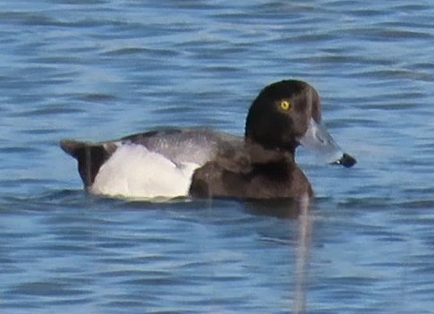 Greater Scaup - ML440966321