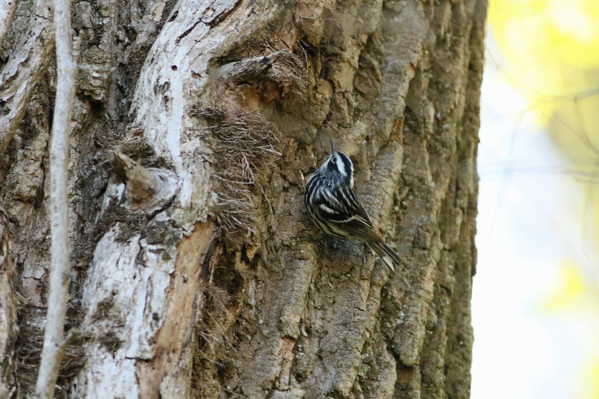 Black-and-white Warbler - ML440972111