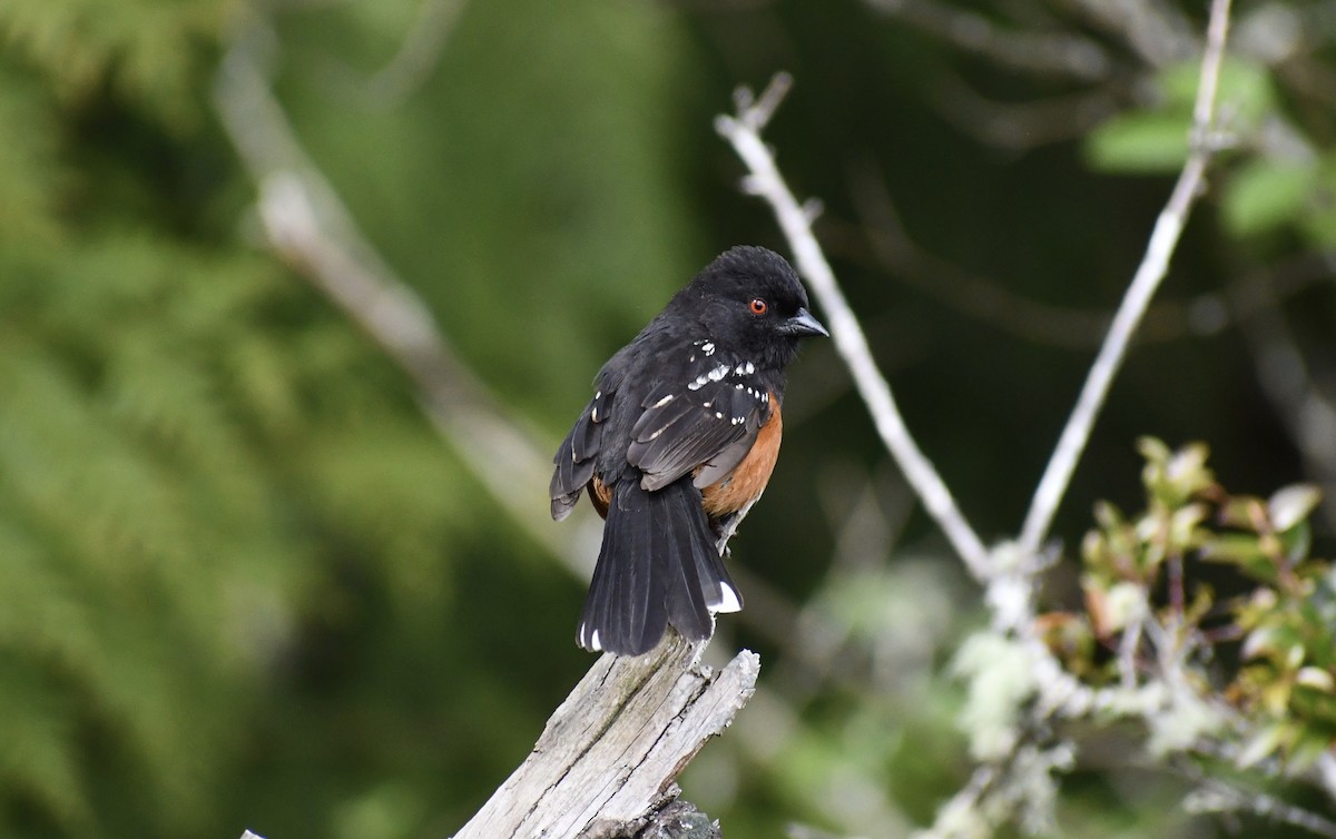 Spotted Towhee - ML440972171