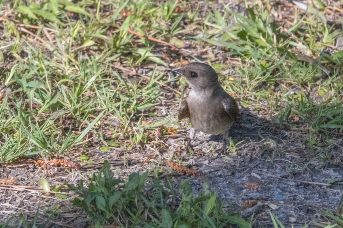 Northern Rough-winged Swallow - ML440972671
