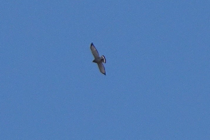 Broad-winged Hawk - ML440973051