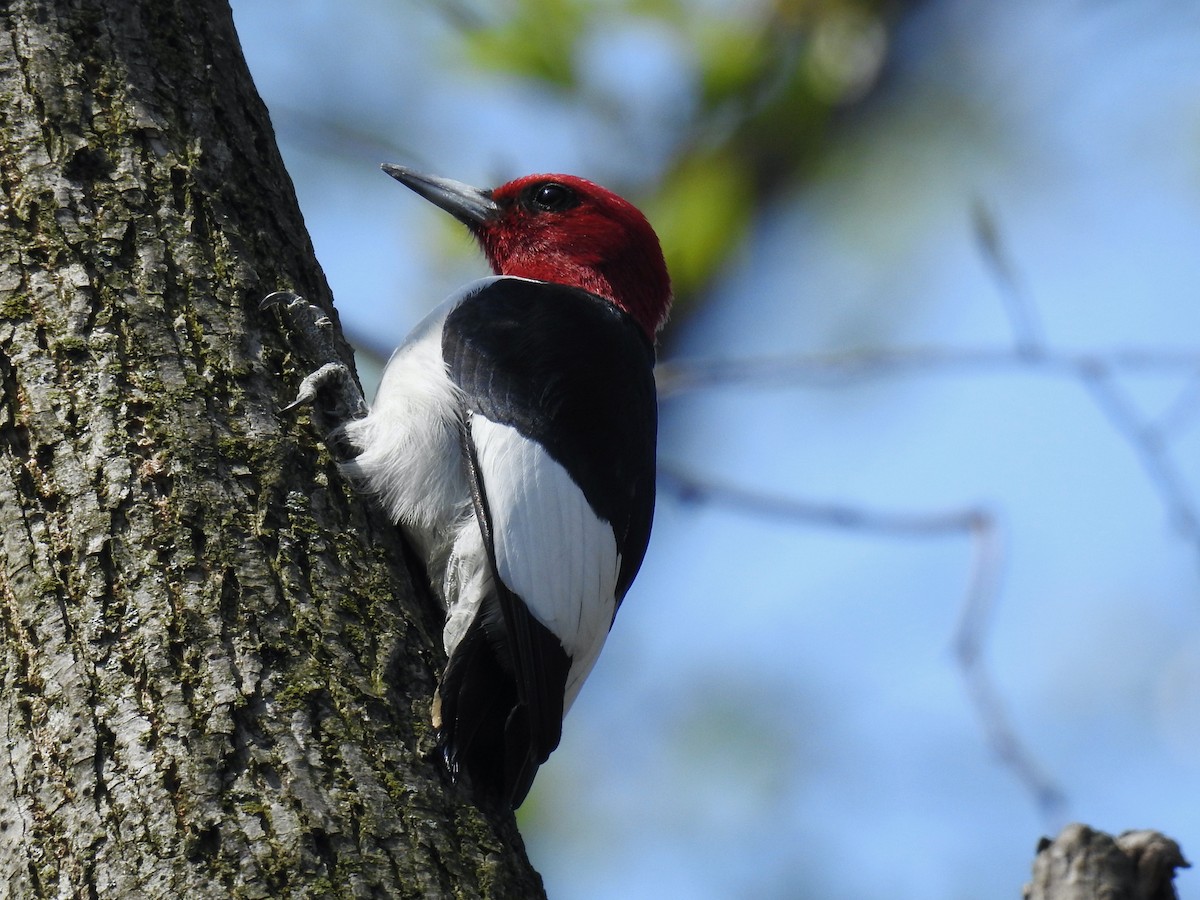 Red-headed Woodpecker - ML440974191