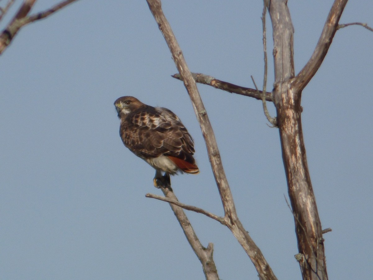 Red-tailed Hawk - ML44097511