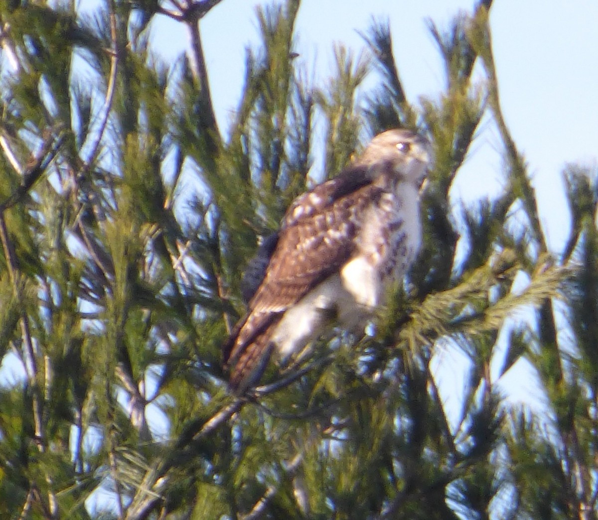 Red-tailed Hawk - ML44097561