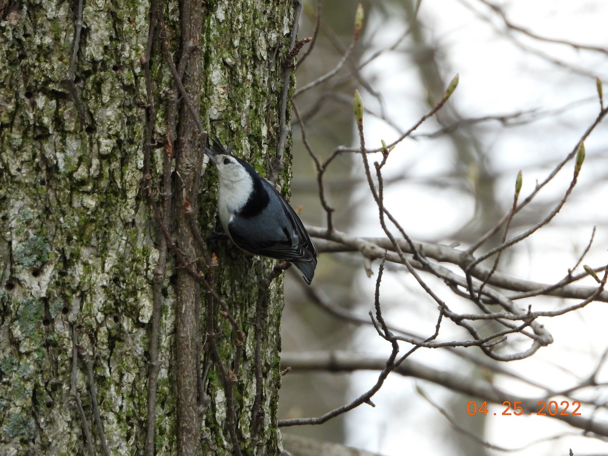 White-breasted Nuthatch - ML440978701