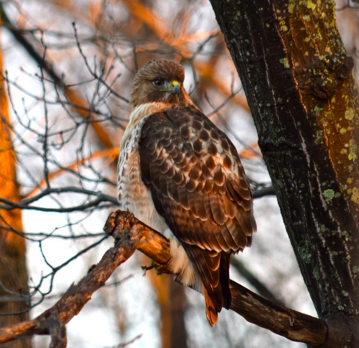 Red-tailed Hawk - ML44097871