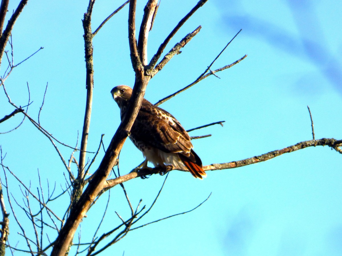 Red-tailed Hawk - ML44097881