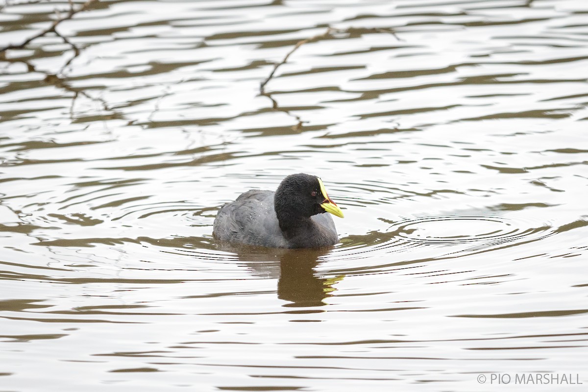 Red-gartered Coot - ML440980201