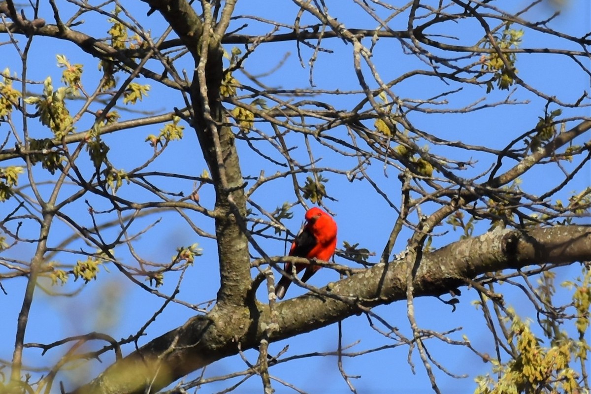 Scarlet Tanager - ML440981861
